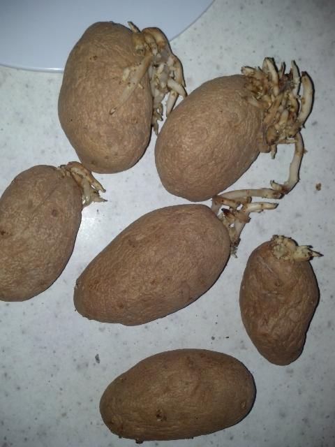 Old
    potatoes